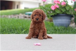 Franny - Labradoodle for sale