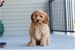 Lucas, a Labradoodle puppy