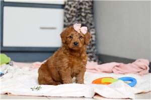 Hermione - Labradoodle for sale