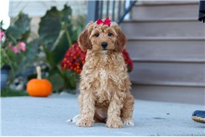 Louisa, a Labradoodle puppy