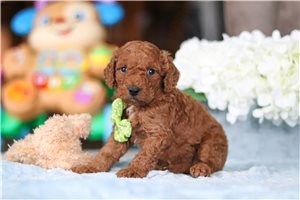 Colter - Labradoodle for sale