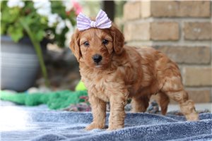 Louisa - Labradoodle for sale
