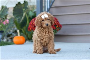 Lily, a Labradoodle puppy