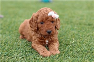 Dahlia - Labradoodle for sale
