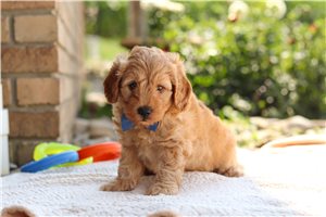 Lucas - Labradoodle for sale