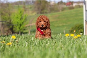 Daisy - Labradoodle for sale