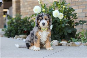 Kilo - Bernedoodle, Mini for sale