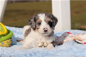 Gordan - Bernedoodle, Mini for sale