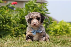 Elmer - puppy for sale