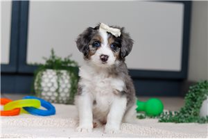 Samantha - Bernedoodle, Mini for sale