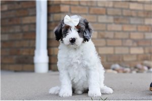 Fiona - Bernedoodle, Mini for sale