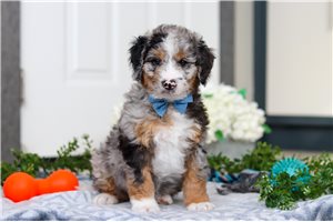 Scottie - Bernedoodle, Mini for sale