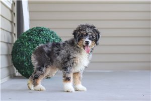 Stacy - Bernedoodle, Mini for sale