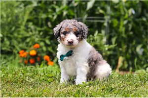 Elon - puppy for sale