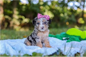 Leslie - puppy for sale