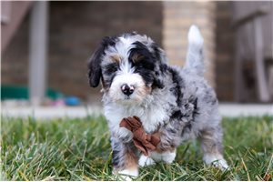 Felix - puppy for sale