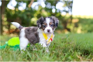 Lincoln - Bernedoodle, Mini for sale