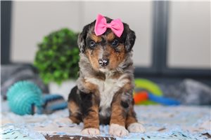 Grace - puppy for sale