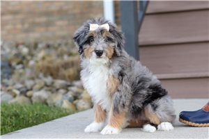 Abigail - Bernedoodle, Mini for sale