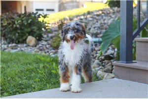 Dune - Bernedoodle, Mini for sale