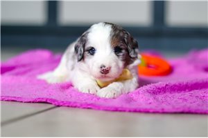Shiloh - Bernedoodle, Mini for sale