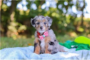 Luke - puppy for sale
