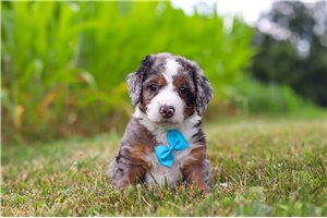 Kenji - Bernedoodle, Mini for sale