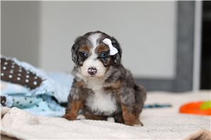 Dovey - Bernedoodle, Mini for sale