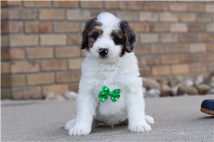 Franklin - Bernedoodle, Mini for sale
