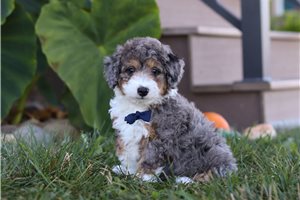 Lucky - puppy for sale