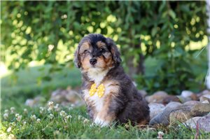 Dusty - Bernedoodle, Mini for sale