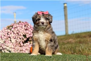 Aria - Bernedoodle, Mini for sale
