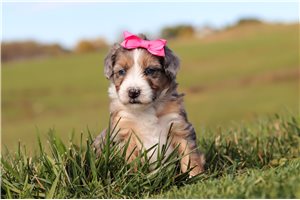 Freya - Bernedoodle, Mini for sale