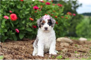 Kamila - puppy for sale