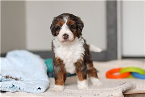 Dream - puppy for sale