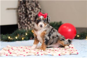 Camilia - Bernedoodle, Mini for sale