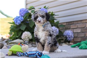Elmer - Bernedoodle, Mini for sale