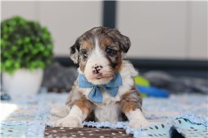 Grayson - Bernedoodle for sale