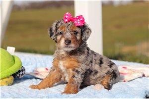 Gabriella - Bernedoodle, Mini for sale