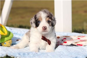 Georgie - Bernedoodle, Mini for sale