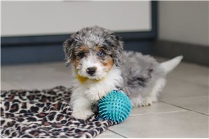 Gino - Bernedoodle, Mini for sale