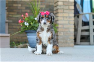 Karita - Bernedoodle, Mini for sale