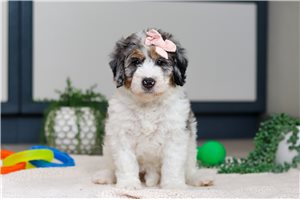 Serenity - Bernedoodle, Mini for sale