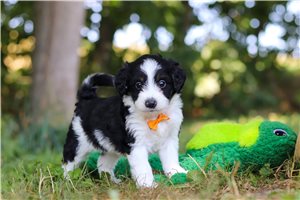 Lucy - puppy for sale