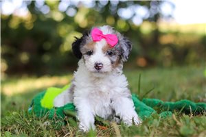 Lizette - puppy for sale