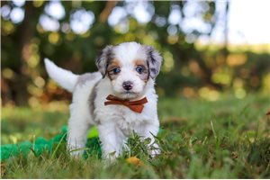 Lawson - puppy for sale