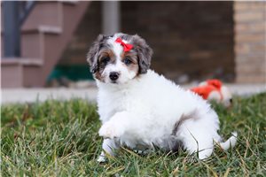 Fatima - Bernedoodle, Mini for sale