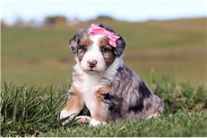 Faith - Bernedoodle, Mini for sale