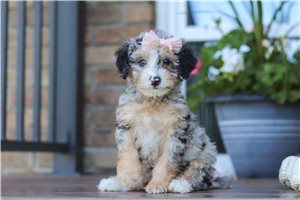 Leslie - Bernedoodle, Mini for sale