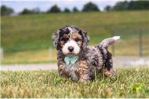 Kilo - puppy for sale
